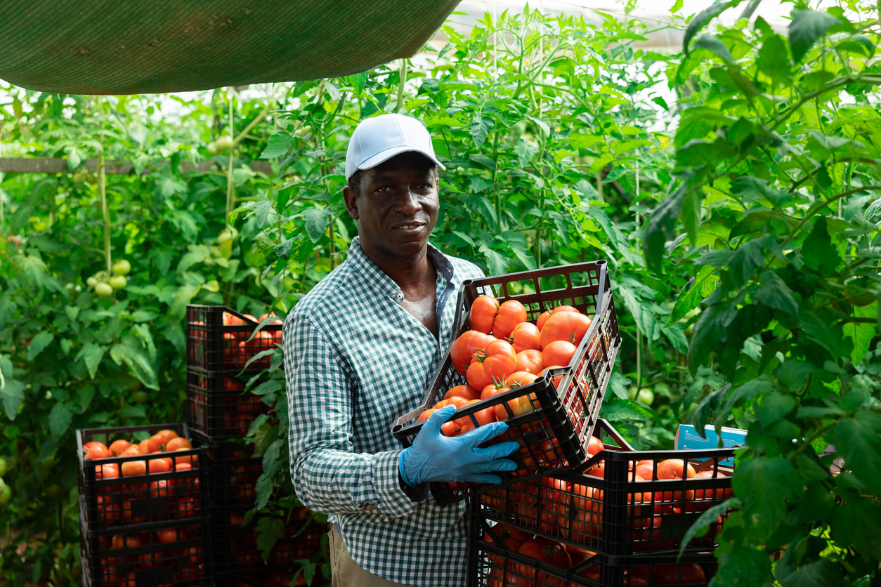 Cash crop